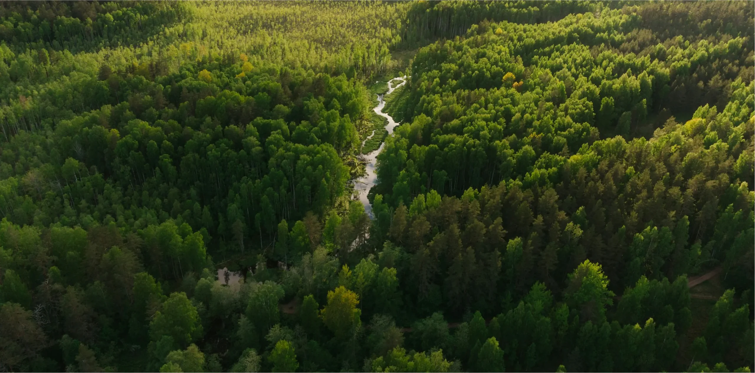 Aerial view of a lush green forest landscape.