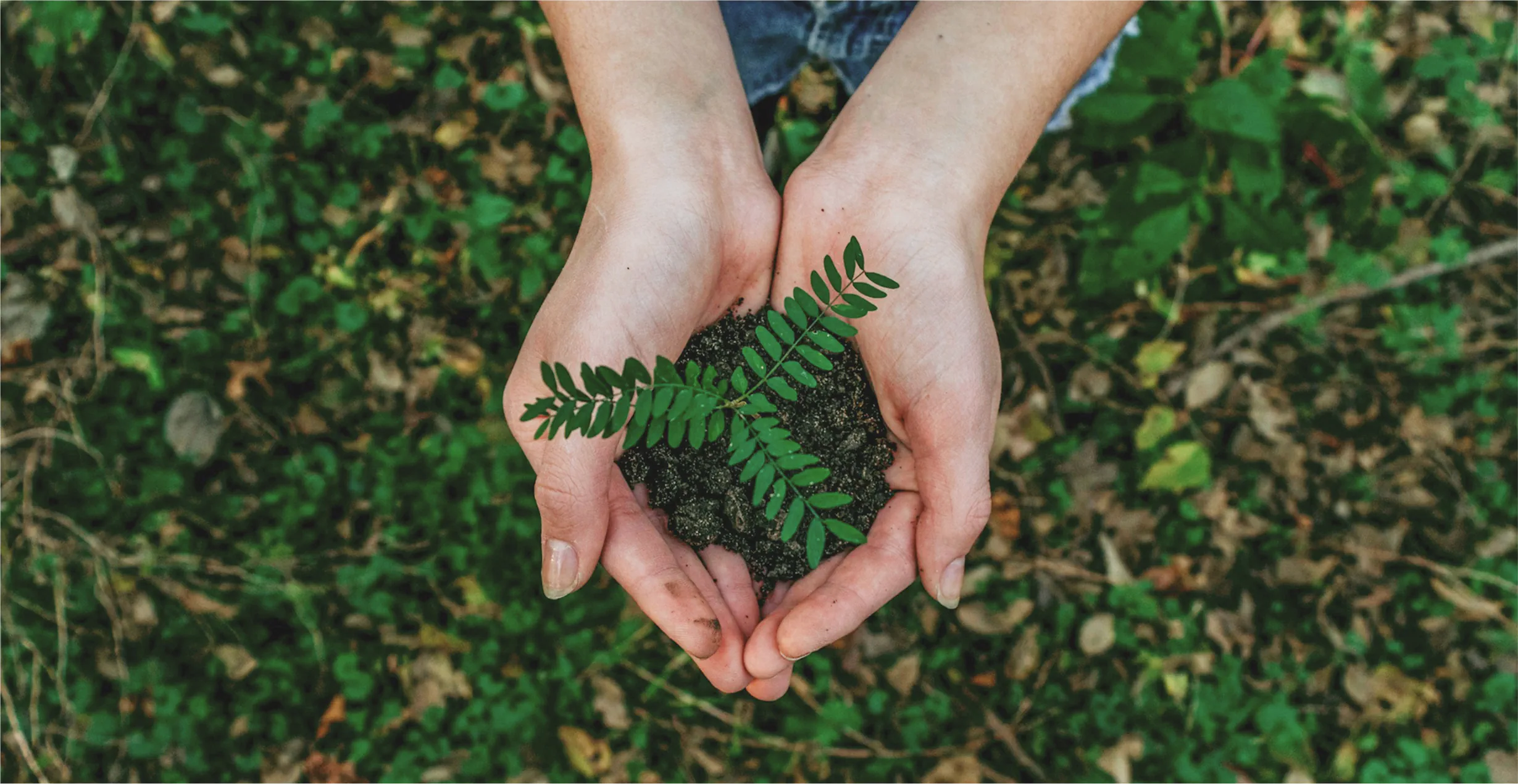 Hands holding small plant with soil outdoors.